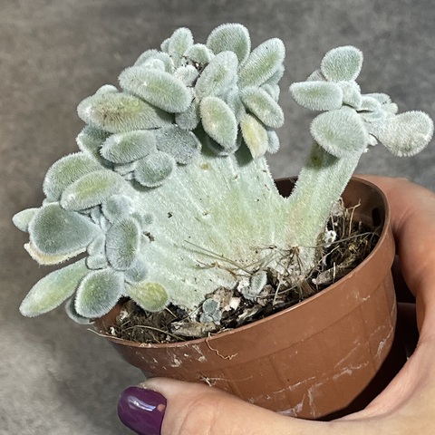 Эхеверия Пульвината Фрости Кристата d8