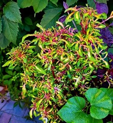 Кружево колеус КСР