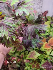 БЗ. 20 колеус