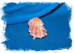 Кардита крассикоста (Cardita crassicosta)