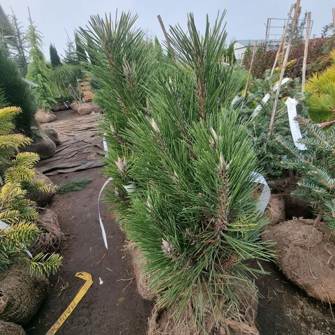 Сосна черная Ричард | Pinus nigra Richard 40-50 см