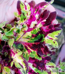 Итальянский шик UO колеус КСР