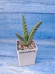 Aloe Variagata