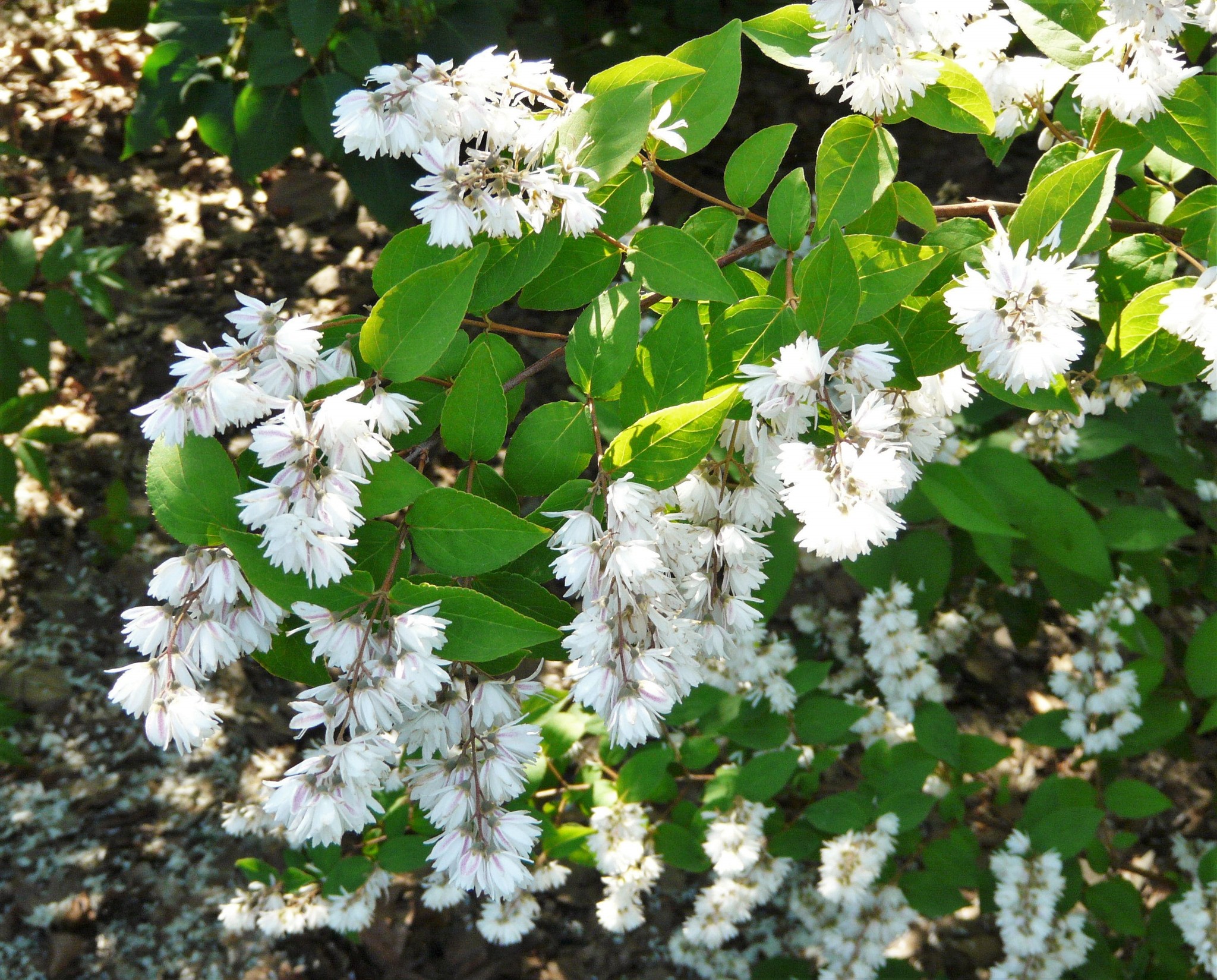 Дейция белая. Дейция Скабра. Дейция шершавая «плена» (Deutzia scabra «Plena»). Дейция куст. Дейция Plena.