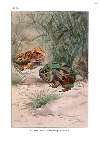 Хромолитография «Рогатая жаба»