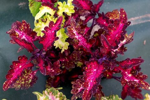 Маленькая фея UO колеус КСР