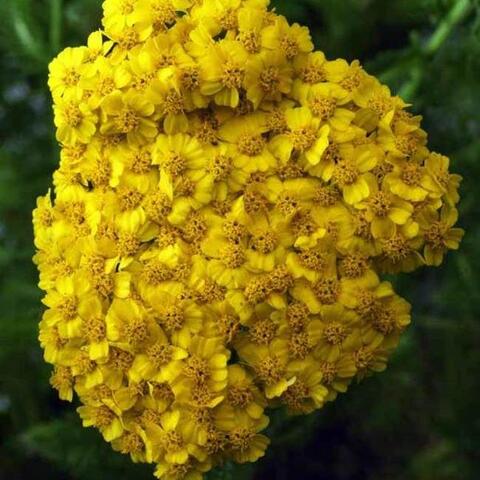 37136 Тысячелистник DESERT EVE Yellow (Весна 2026)