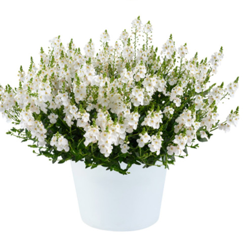 Диасция Diascia Trinity Grace (сейчас в наличии)