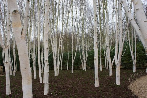 Береза бумажная Betula papyrifera