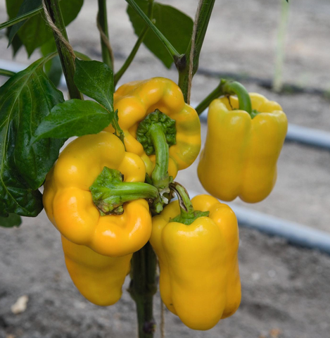 Перец Турбин