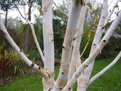 Береза бумажная Betula papyrifera