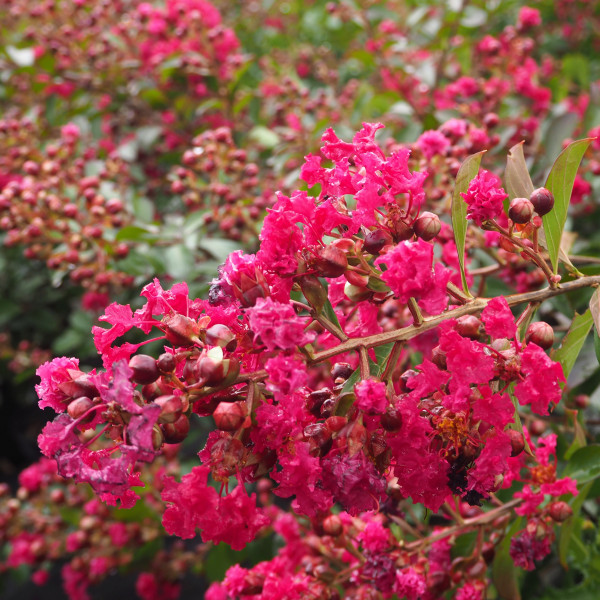 Лагерстремия red imperator lagerstroemia