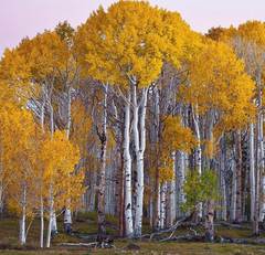 Береза бумажная Betula papyrifera