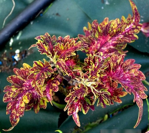 Подарок LO 3 колеус