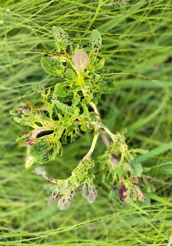 Лирика ТМ колеус КСР