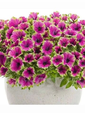 32509 Петуния PIZZAZ Purple (Весна 2026)