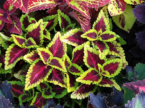 Alligator Alley колеус_КСР