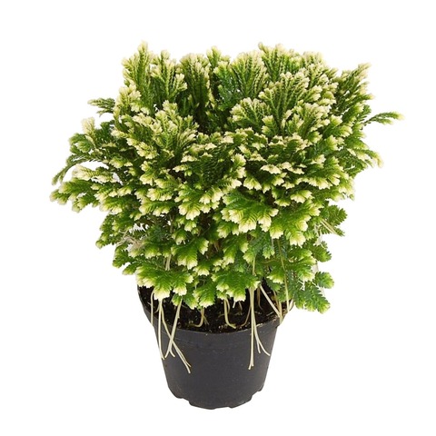 Селагинелла