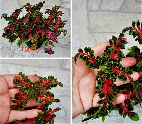 Fueng Тай колеус КСР