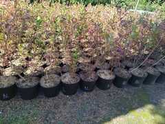 Голубика высокорослая Элизабет (Vaccinium corymbosum Elisabeth)