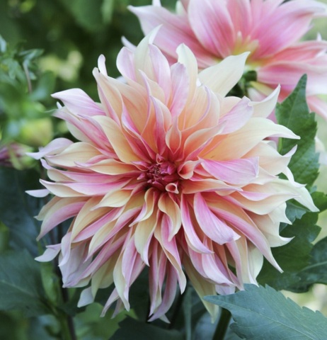 Георгин Лабиринт (Labyrinth)