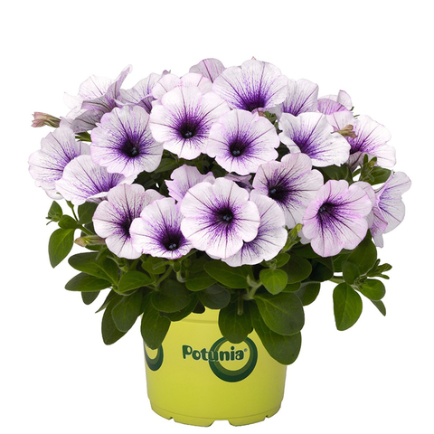 32306 Петуния POTUNIA PICCOLA BLUE ICE (ВЕСНА 2025)
