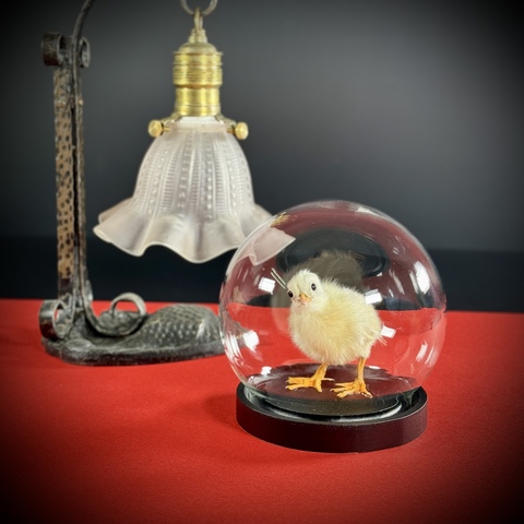 Цыплёнок в клоше