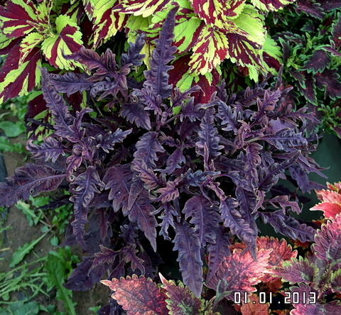 Cherry Love Тай колеус