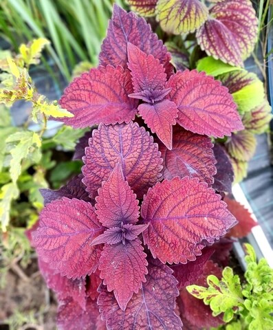 Люция UO колеус КСР