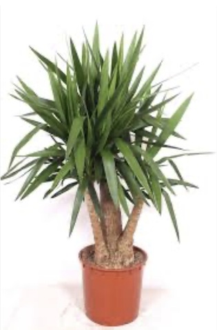 Юкка Вертакт