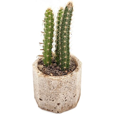 Живой кактус Царица ночи