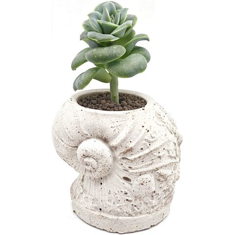 Суккулент Эхеверия Лавли Роуз