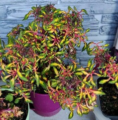 Кружево колеус КСР