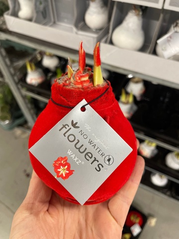 Гиппеаструм амариллис в воске  красный бархат