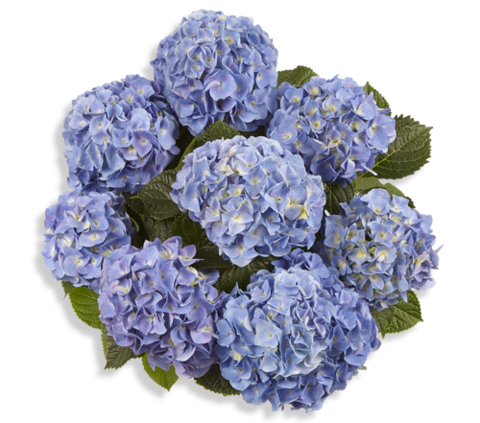 Гортензия крупнолистная (Macrophylla) Marine Blue 9 шт.