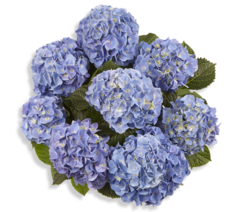 Гортензия крупнолистная (Macrophylla) Marine Blue 9 шт.