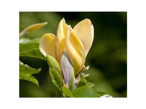 Teofrast Магнолия magnolia moonspire