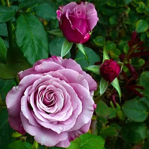 Нептун (Neptune)