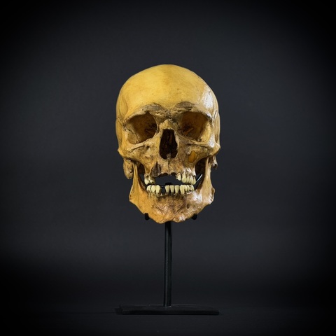 Череп человека на стойке (анатомическая модель)