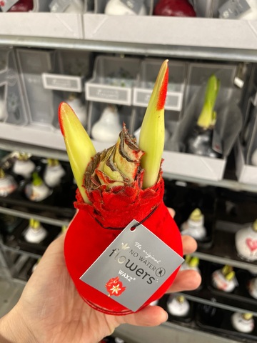 Гиппеаструм амариллис в воске  красный бархат