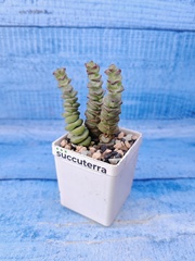 Crassula Marnieriana (Крассула)