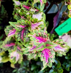 Сен Жермен UO колеус