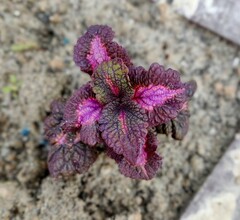 Pink Swing ES колеус