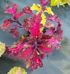 Маленькая фея UO колеус КСР