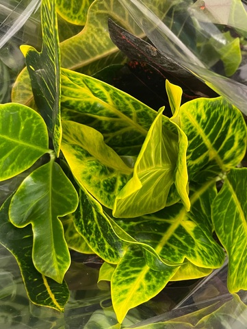 Кодиеум Вилма