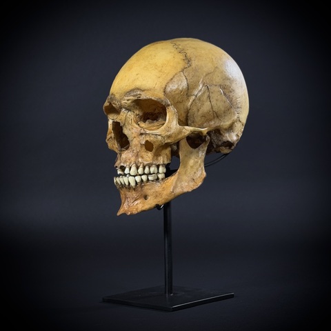 Череп человека на стойке (анатомическая модель)