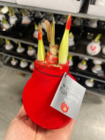 Гиппеаструм амариллис в воске  красный бархат