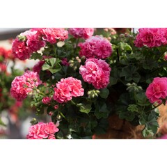 3106 Пеларгония плющелистная GREAT BALLS OF FIRE PINK (Весна 2026)