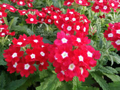 Вербена красная с глазком