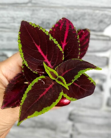 Дикий остров АГ колеус